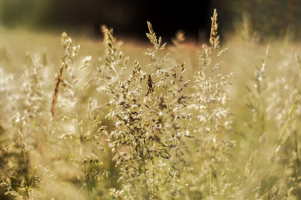 Summer field landscape