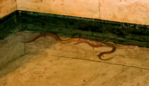 Proteus anguinus in Postojna cave 2008-02-01