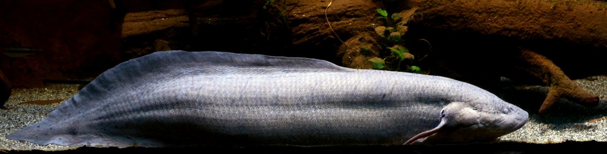 Protopterus annectens Aquarium Liège 30012016 1