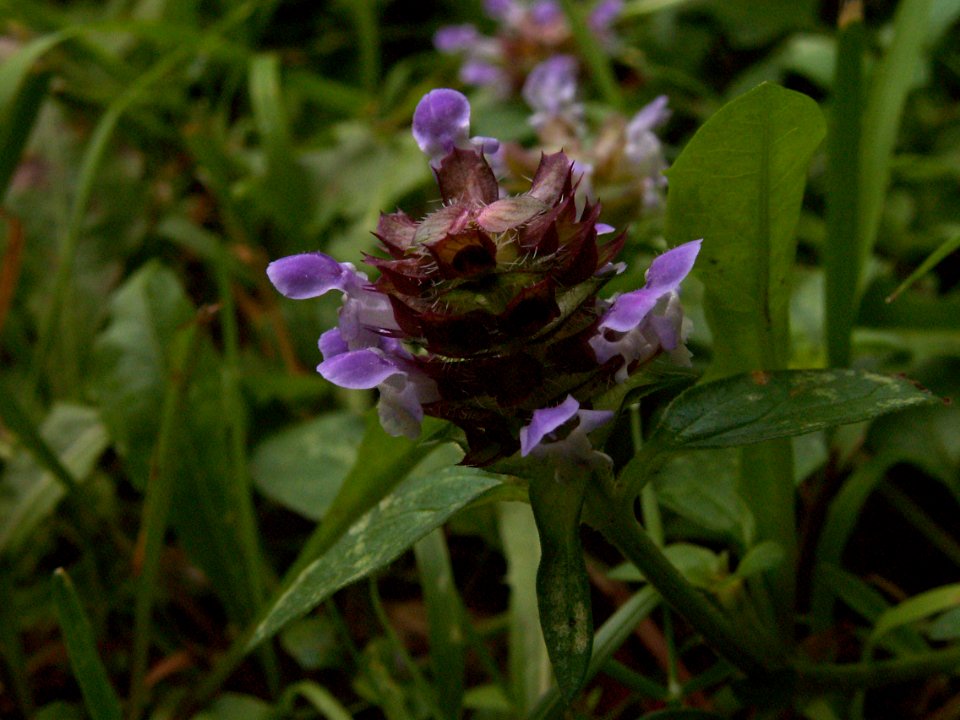 Prunella vulgaris, 2015-07-08, Mount Lebanon, 02