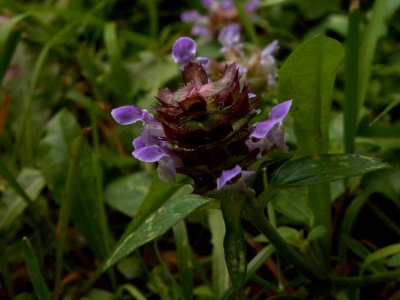 Prunella vulgaris, 2015-07-08, Mount Lebanon, 02