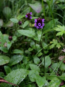 Prunella vulgaris Kemi, Finland 15.07.2013
