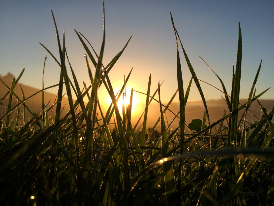 Blade of grass green plant