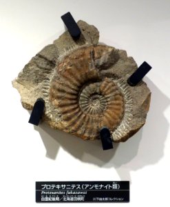 Protexanites fukazawai - National Museum of Nature and Science, Tokyo - DSC06947