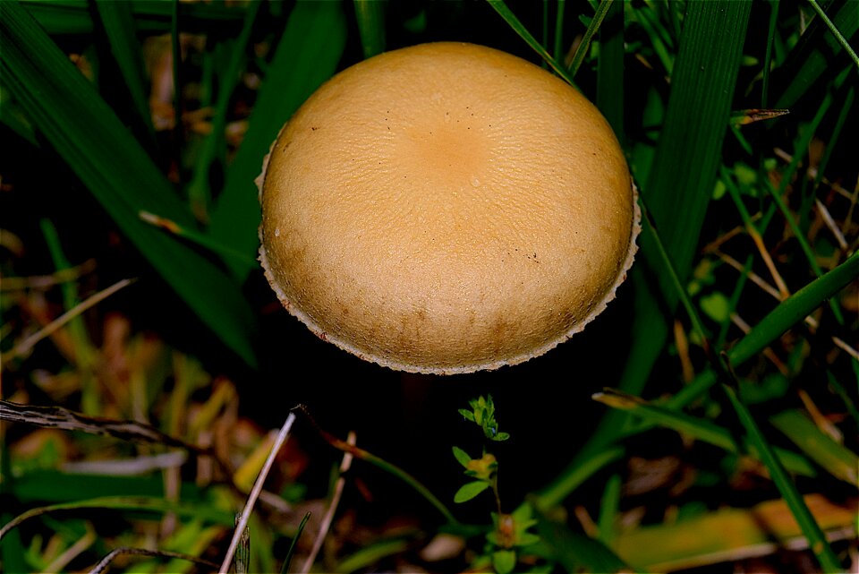 Nature fungus natural