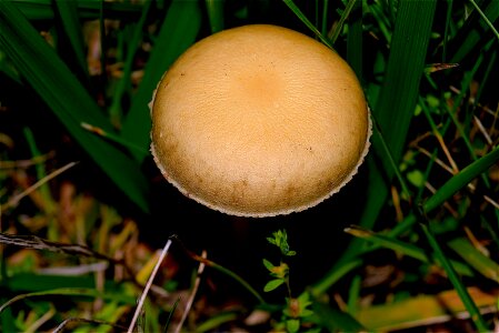 Nature fungus natural photo