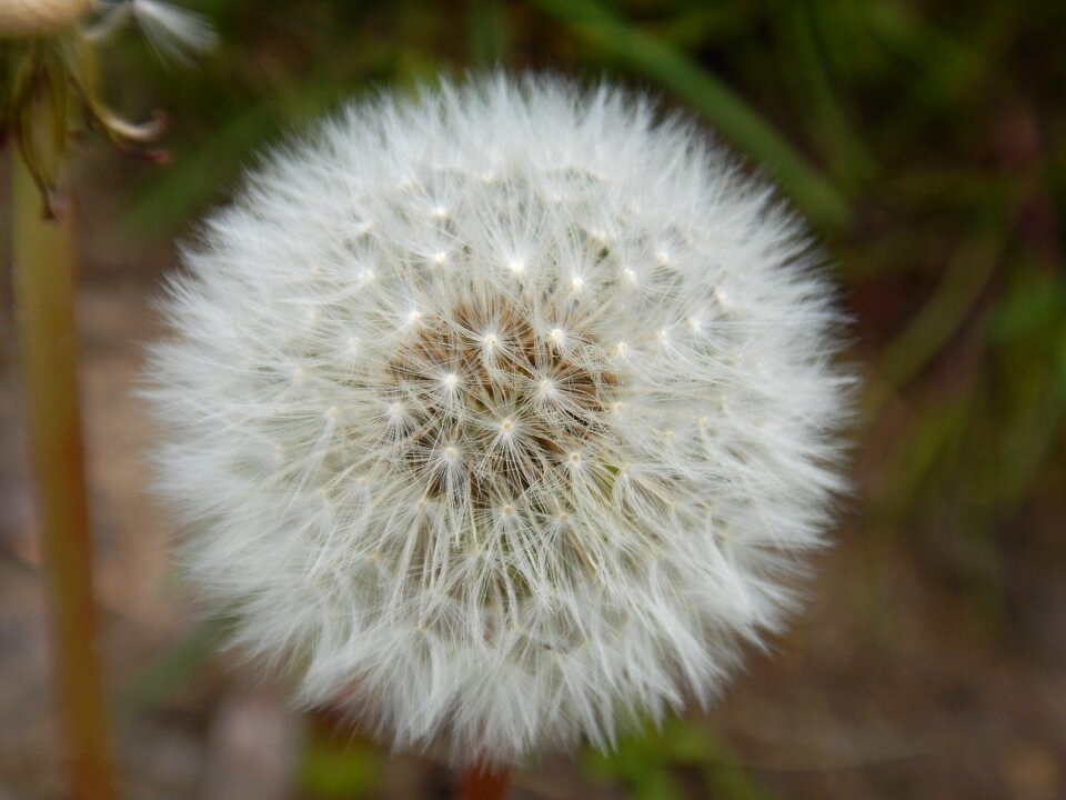 Plant spring pointed flower