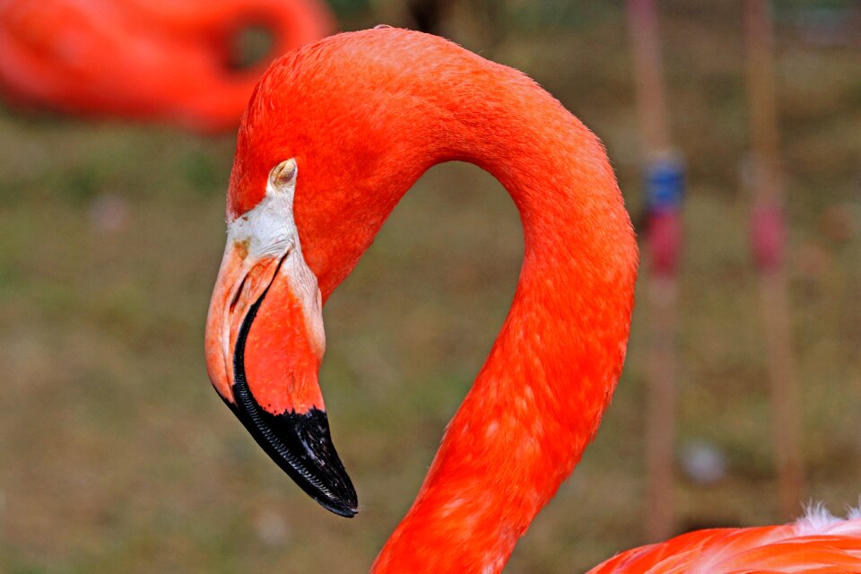 Nature zoo water bird photo