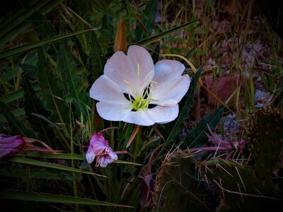 Desert white natural