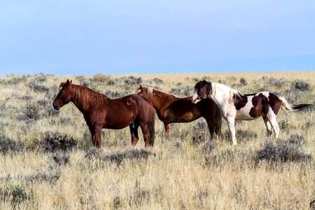 American wild horses wild mustangs freilebend