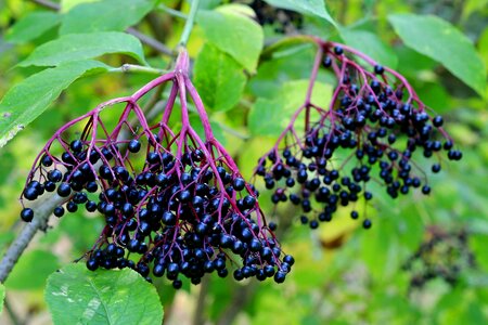 Black elderberry holder holler