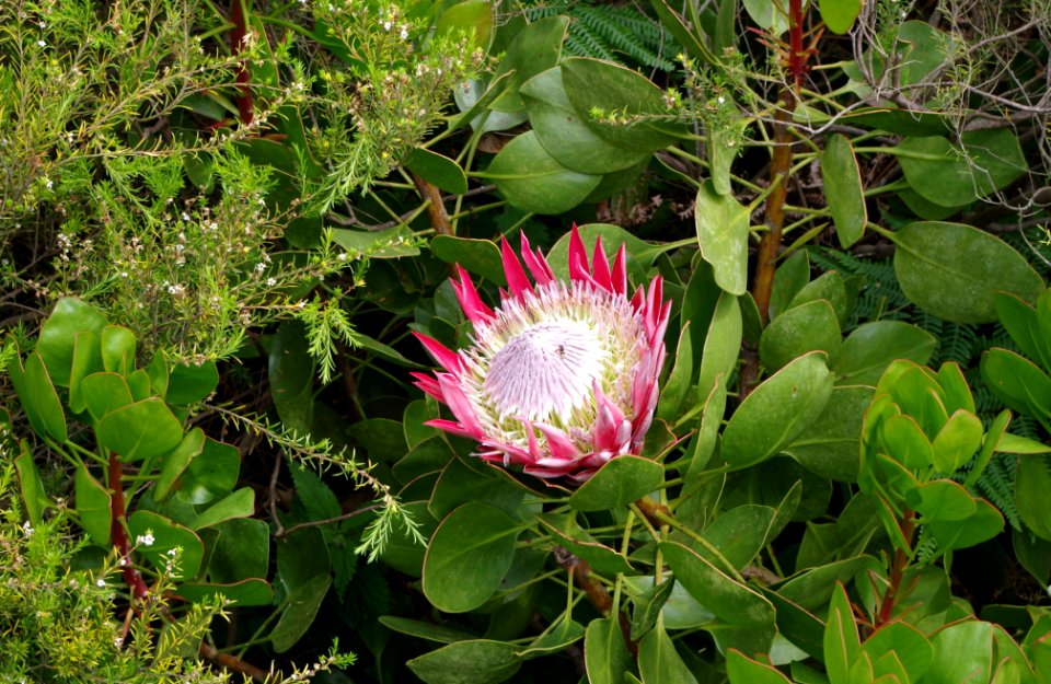 Protea - Jardin exotique de Roscoff 4