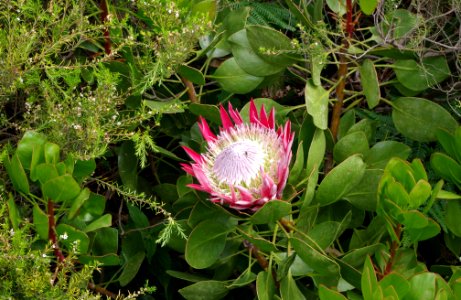 Protea - Jardin exotique de Roscoff 4
