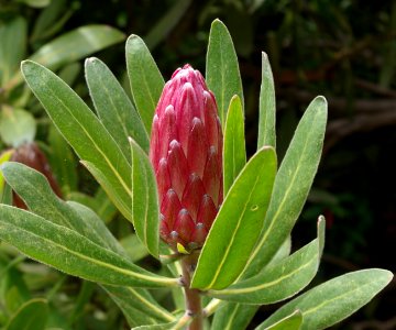 Protea - Jardin exotique de Roscoff 8