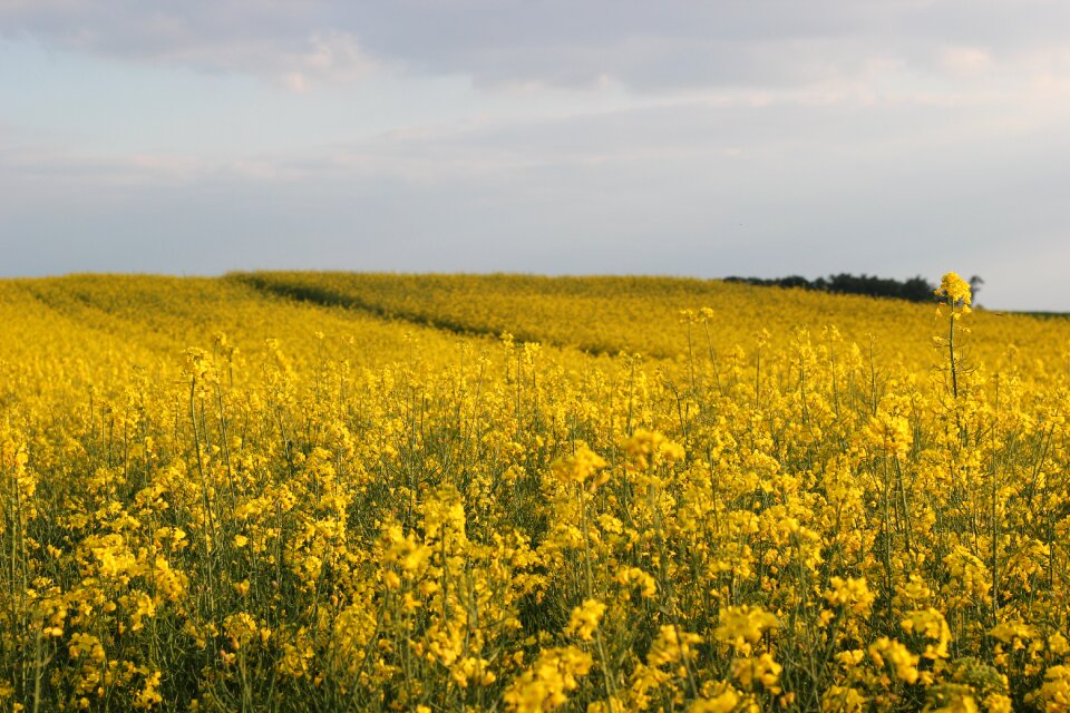 Plant yellow landscape
