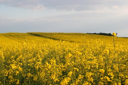 Plant yellow landscape