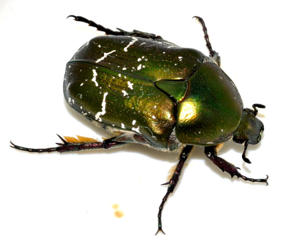 Protaetia-cuprea-05-fws