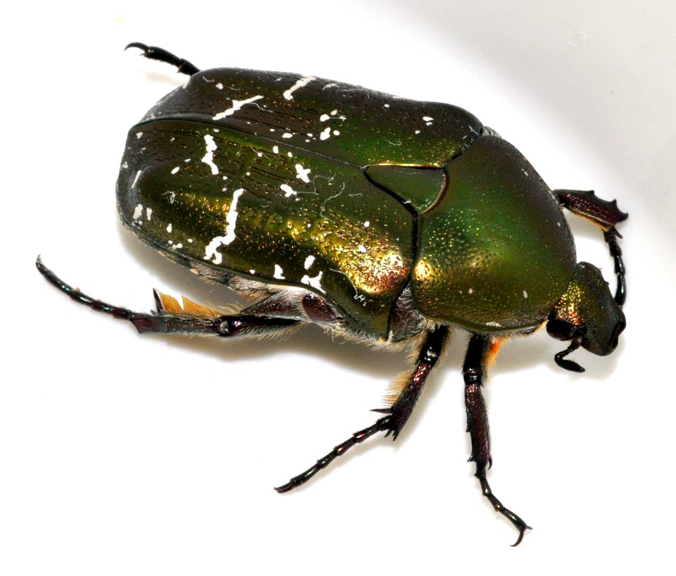 Protaetia-cuprea-08-fws