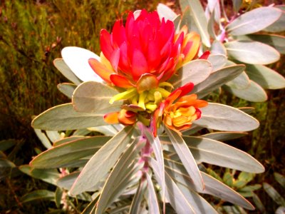 Protea nitida growth bud - Greyton SA