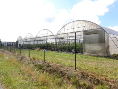 Proviseux-et-Plesnoy (Aisne) serriculture dans la Ruelle des Jardins