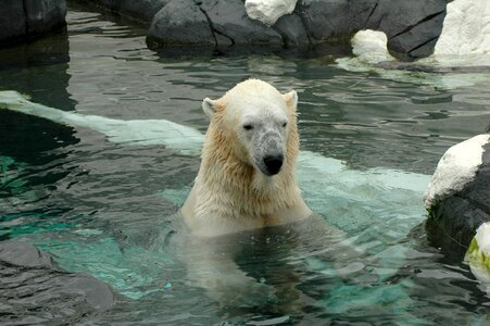 Polar bear san diego zoo zoo