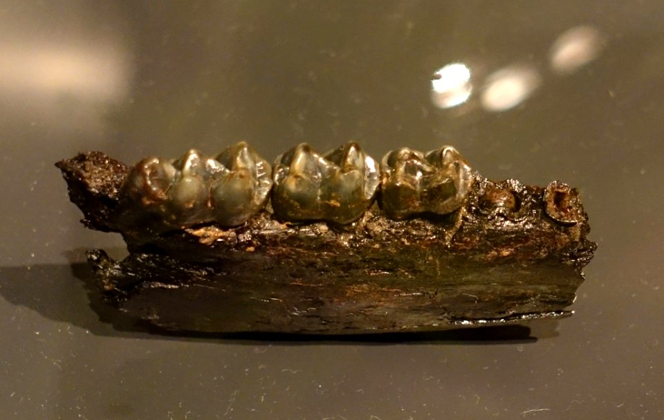 Propalaeotherium hassiacum - Museum fur Naturkunde, Berlin - DSC00071
