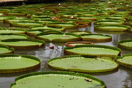 Aquatic plants nature green