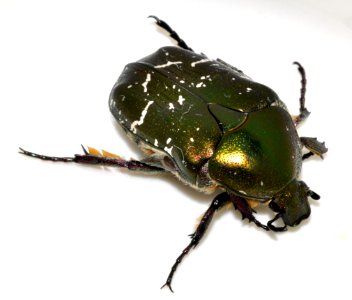Protaetia-cuprea-09-fws