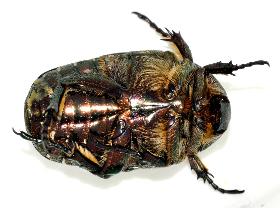 Protaetia-cuprea-02-fws