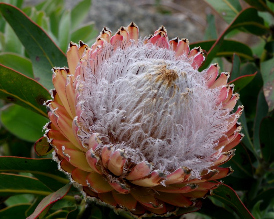 Protea - Jardin exotique de Roscoff 2