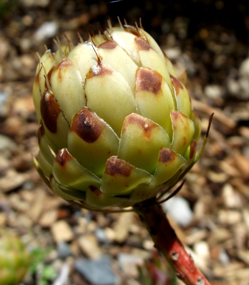 Protea scolymocephala
