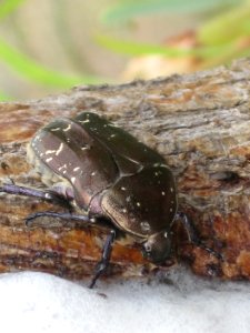 Protaetia cuprea (Rose-chafer), Skala Kalloni, Lesbos, Greece