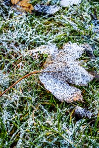 Leaf dead leaf frozen