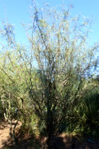 Prosopis chilensis - Jardín Botánico de Barcelona - Barcelona, Spain - DSC09309