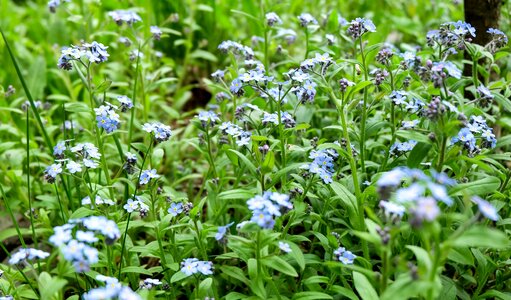 Garden flowers nature summer flowers photo