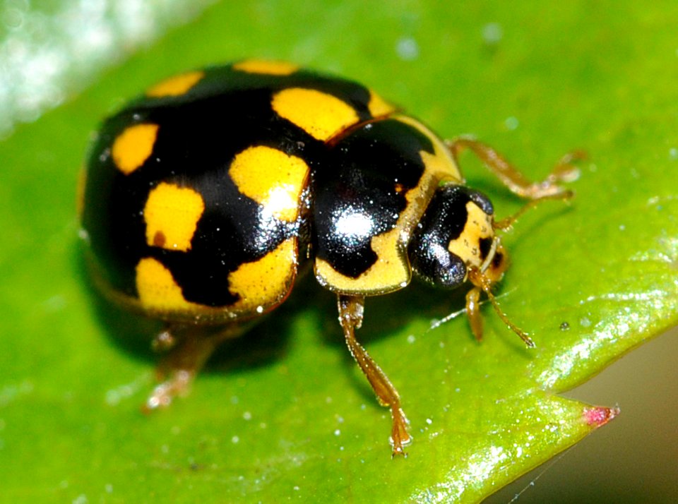 Propylea-quattuordecimpunctata-04-fws