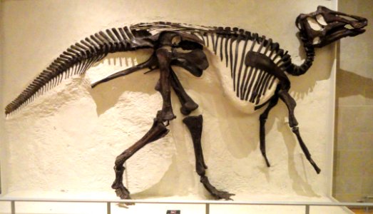 Prosaurolophus maximus, Red Deer River, Alberta, collected 1921 by Levi Sternberg - Royal Ontario Museum - DSC09845