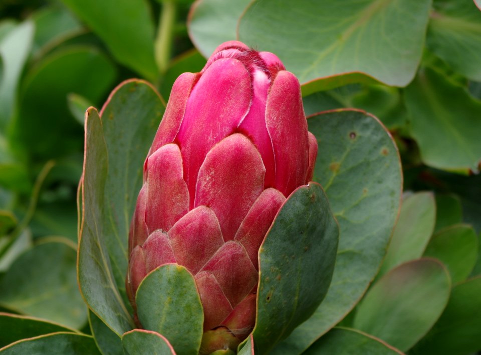 Protea - Jardin exotique de Roscoff 9