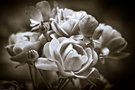 Bloom way of the roses nature
