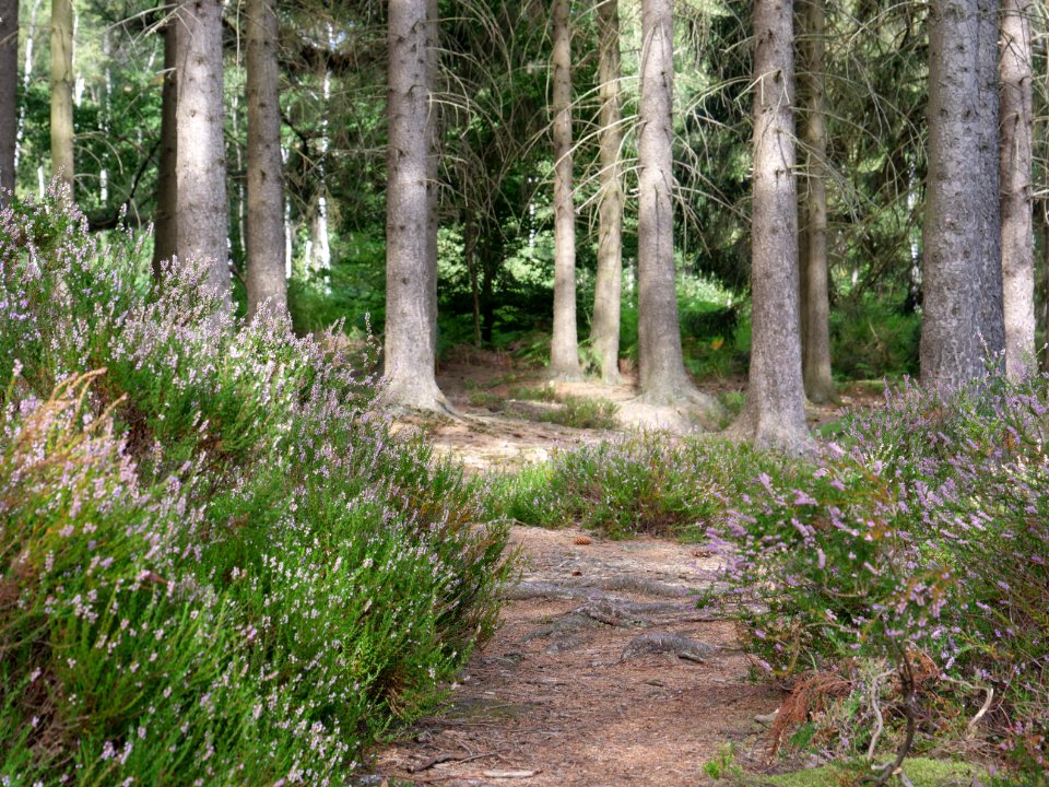 Prossent near Vennbahn 04