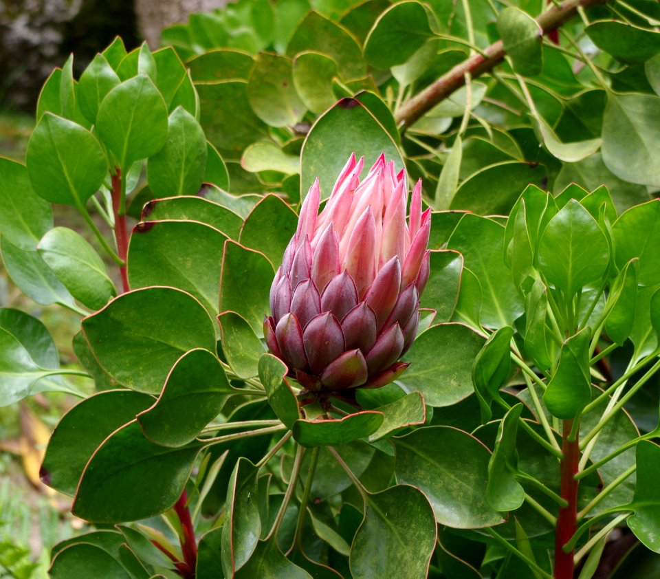 Protea - Jardin exotique de Roscoff 7