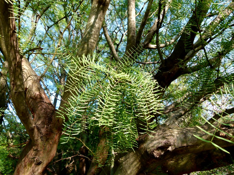 Prosopis chilensis 2