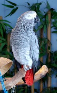 Psittacus erithacus - National Aviary - DSC05673