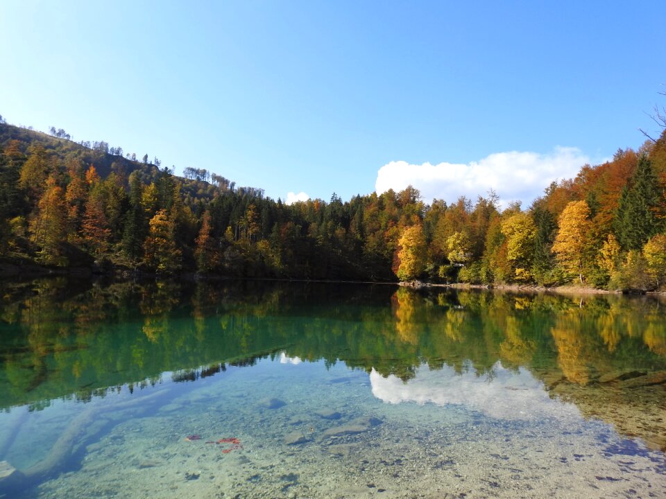 Austria mountains trees photo