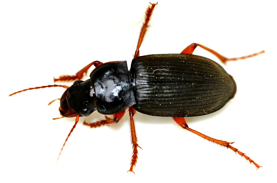 Pseudoophonus-rufipes-05-fws