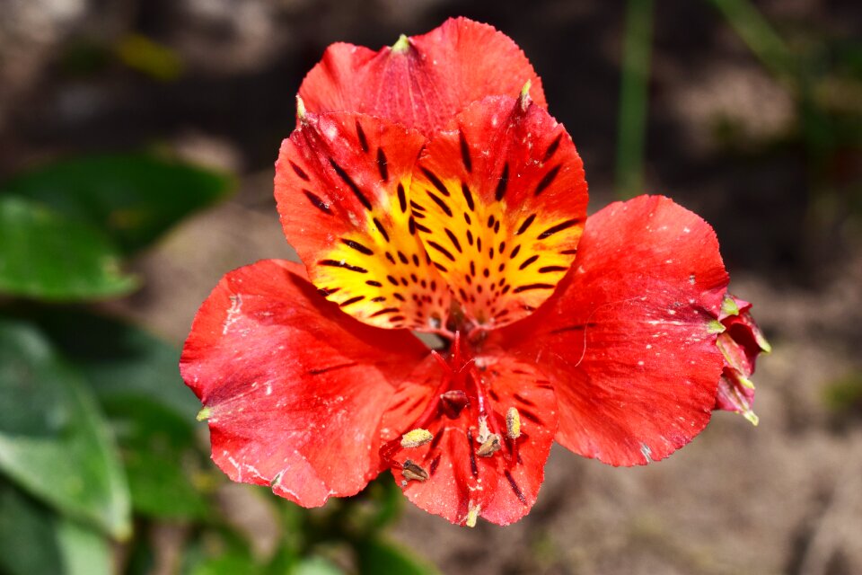 Red flowers nature garden
