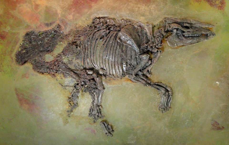 Propalaeotherium hassiacum - Naturmuseum Senckenberg - DSC02245