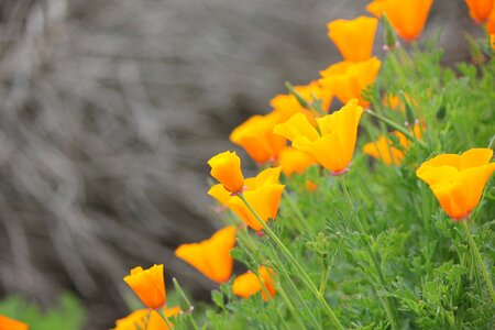 California yellow coast