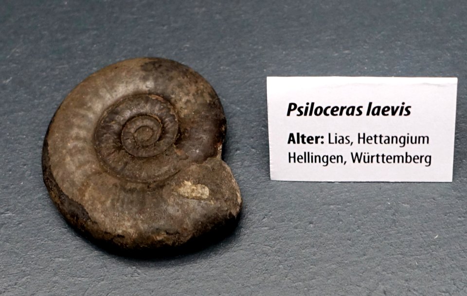 Psiloceras laevis - Naturhistorisches Museum, Braunschweig, Germany - DSC05130