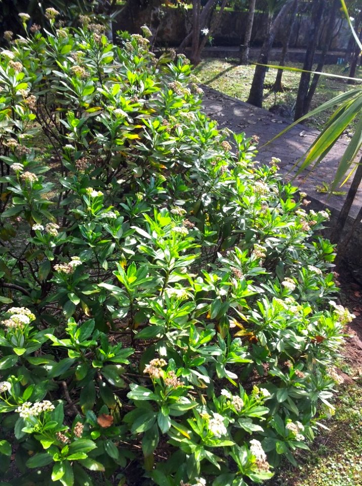 Psiadia arguta - Baume de lIle Plate - Monvert Arboretum
